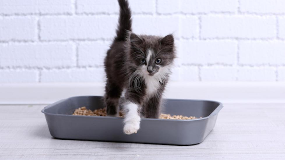 Litter Training Kittens Easy Tips for Cat Potty Training PetMD