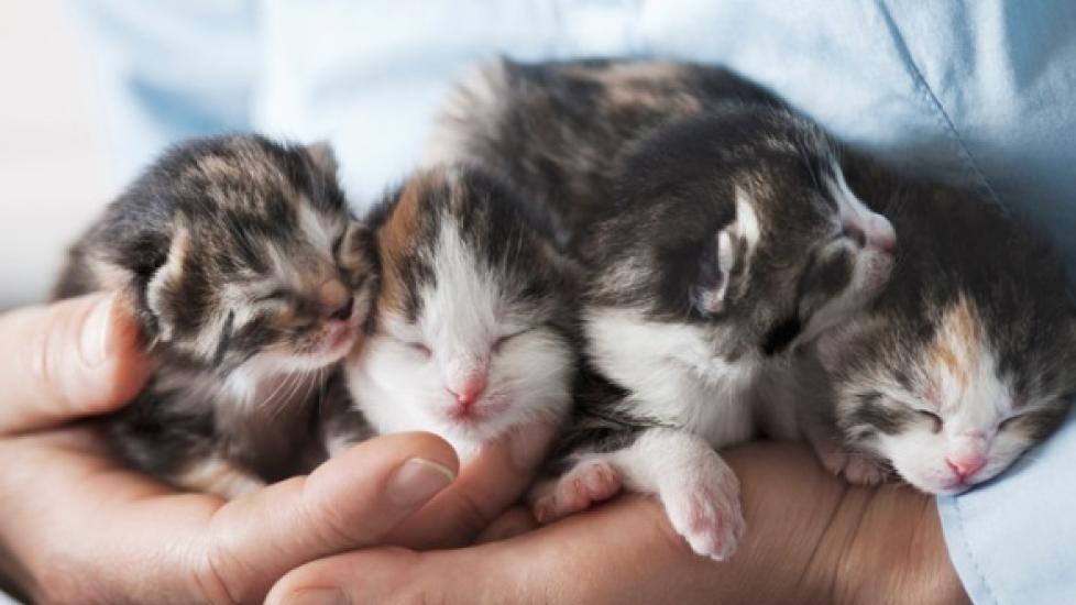 person holding four very young kittens