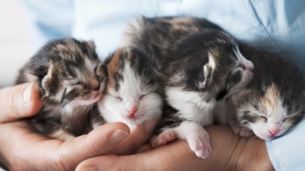 person holding four very young kittens person holding four very young kittens