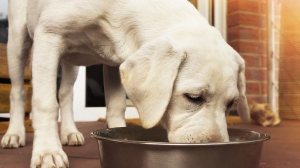 Food Measuring Math: Learn How Much to Feed a Dog
