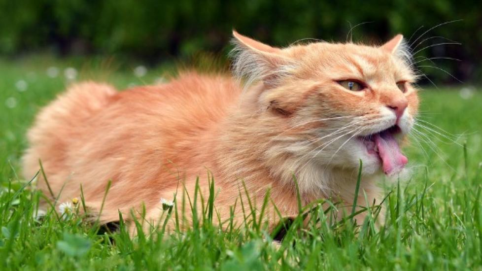 Laryngeal Disease in Cats PetMD