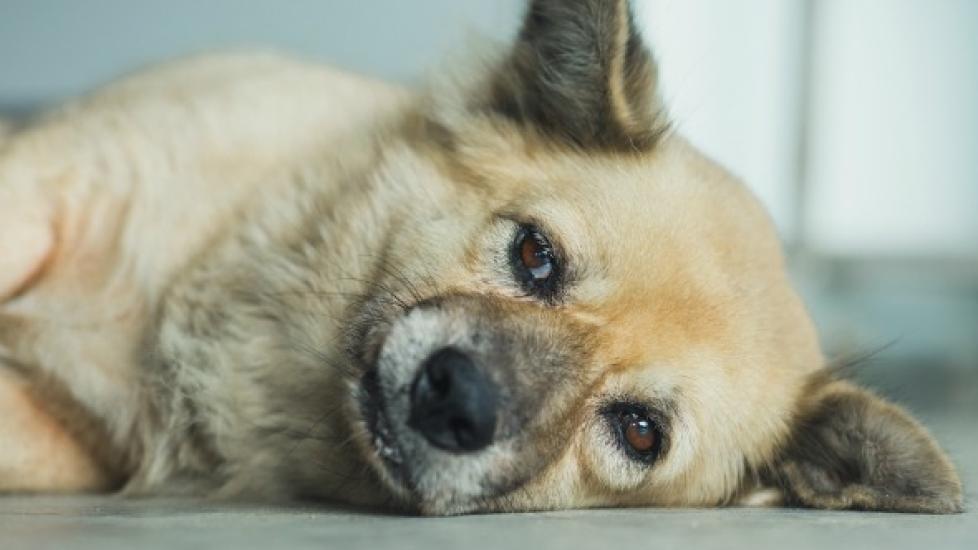 Lead Poisoning in Dogs PetMD