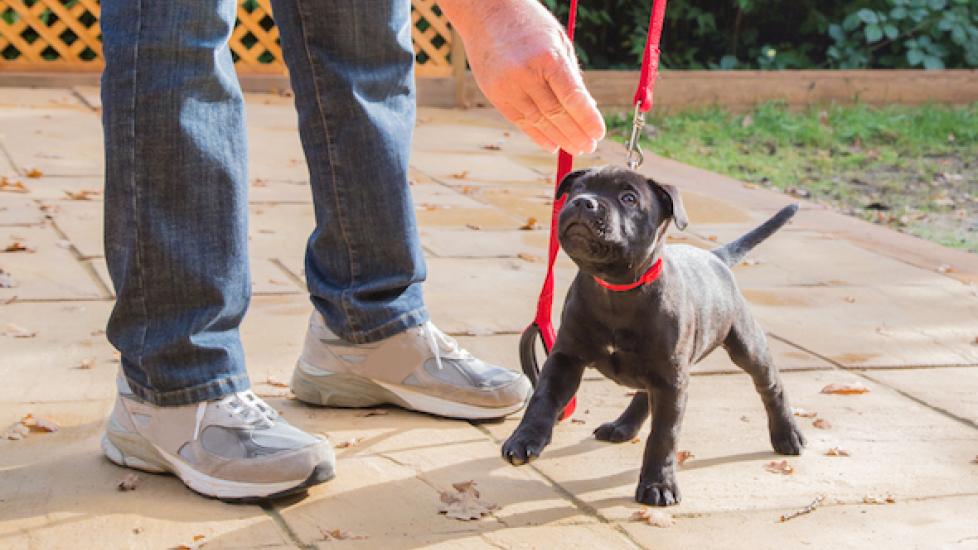 small black puppy getting a treat while wearing a red leash