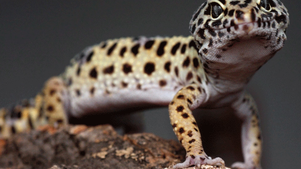 leopard gecko in the wild habitat