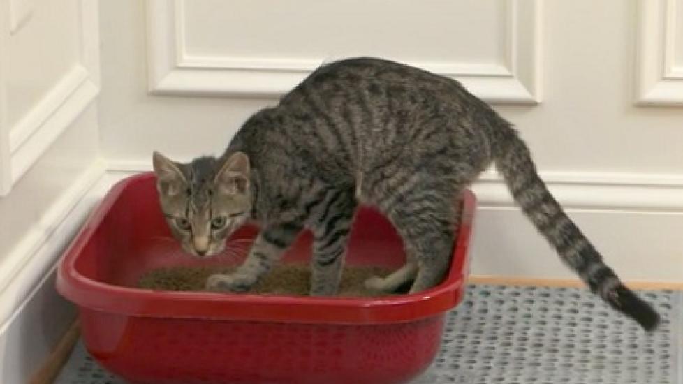 Litter Box Training Setup and Placement PetMD
