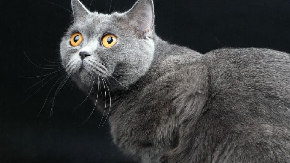 Liver Failure (Acute) in Cats PetMD