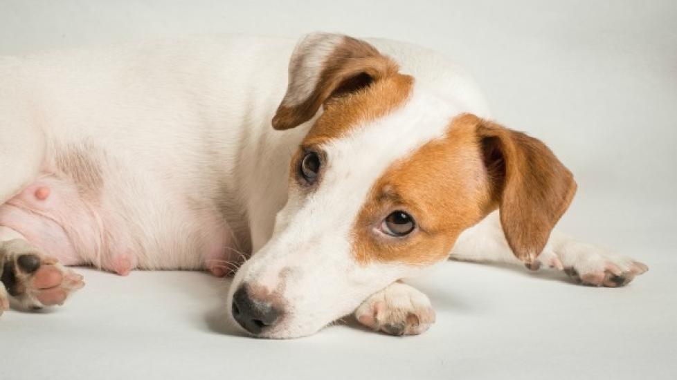 can liver disease cause diarrhea in dogs