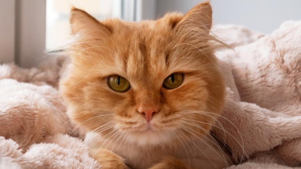 Cancer in Cats: Symptoms, Types and Treatment