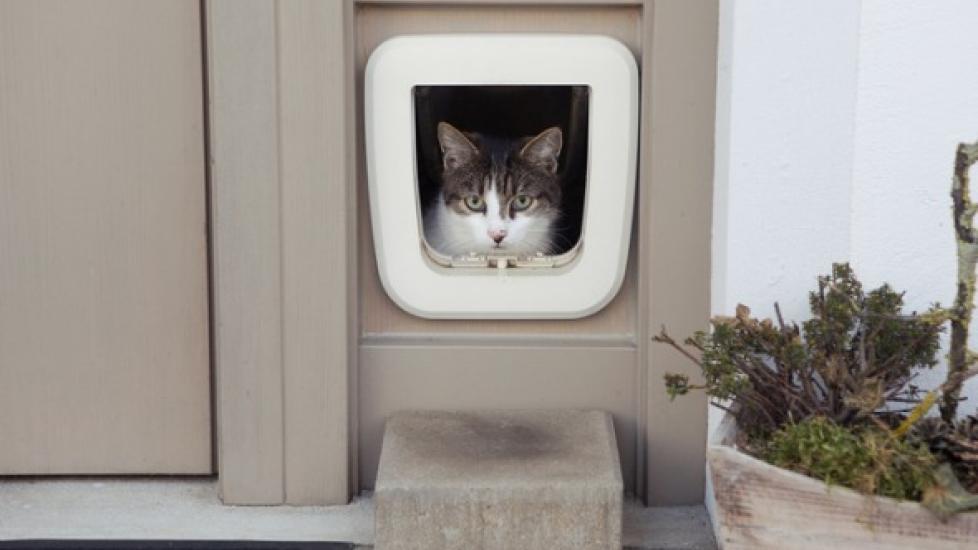 A cat looks out of their cat door.