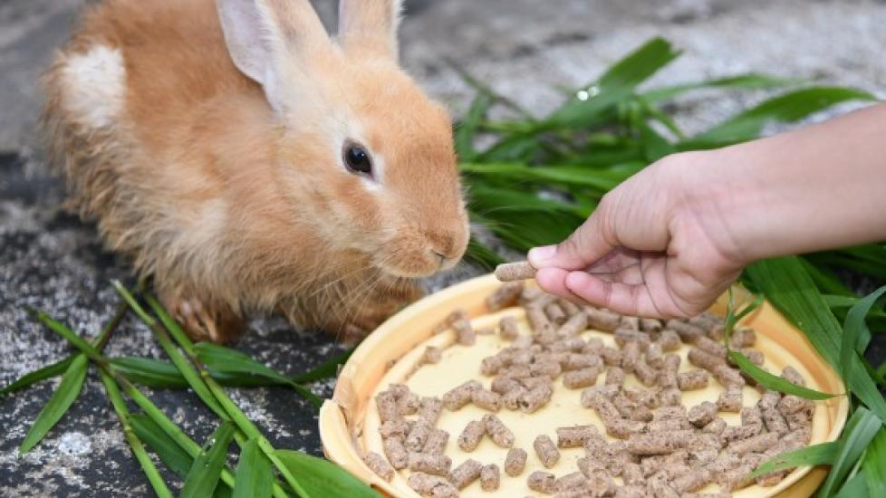 Loss of Appetite in Rabbits