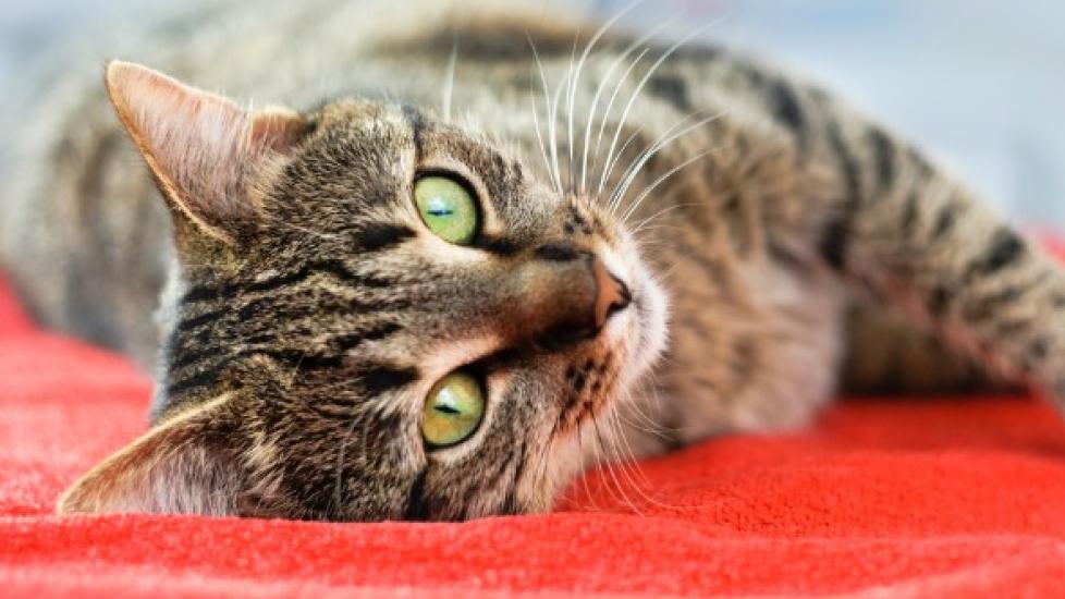 Low Blood Calcium in Cats | PetMD