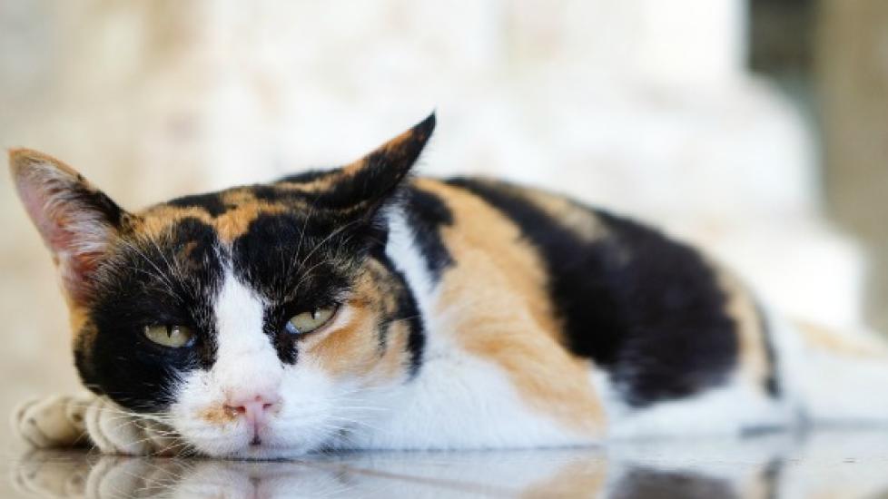 Low Blood Potassium in Cats PetMD