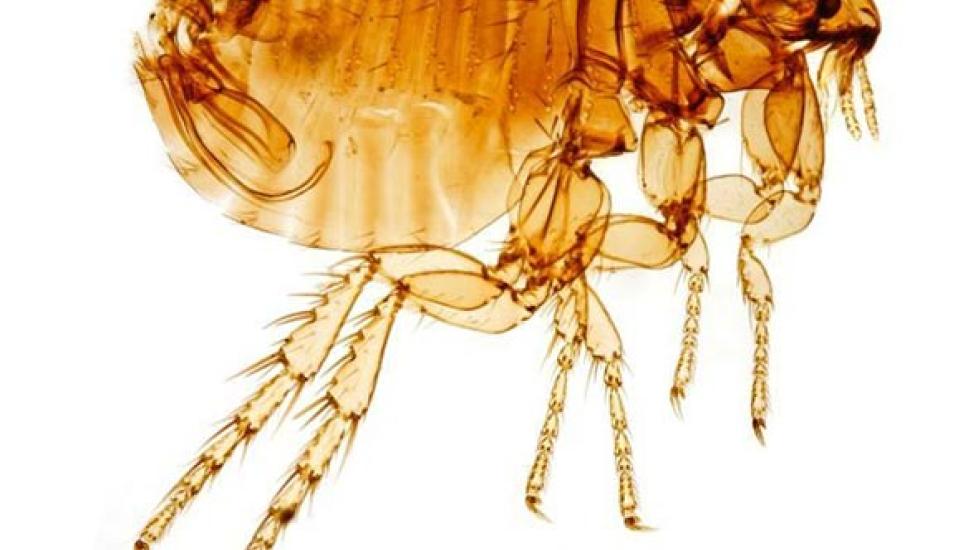 About the Cat Flea