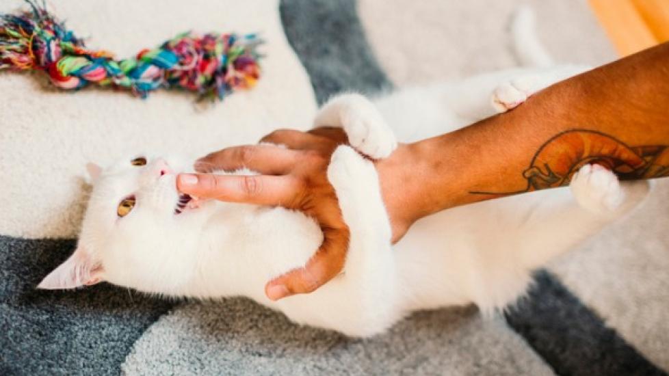 white cat lying on back wraps paws around hand and bites