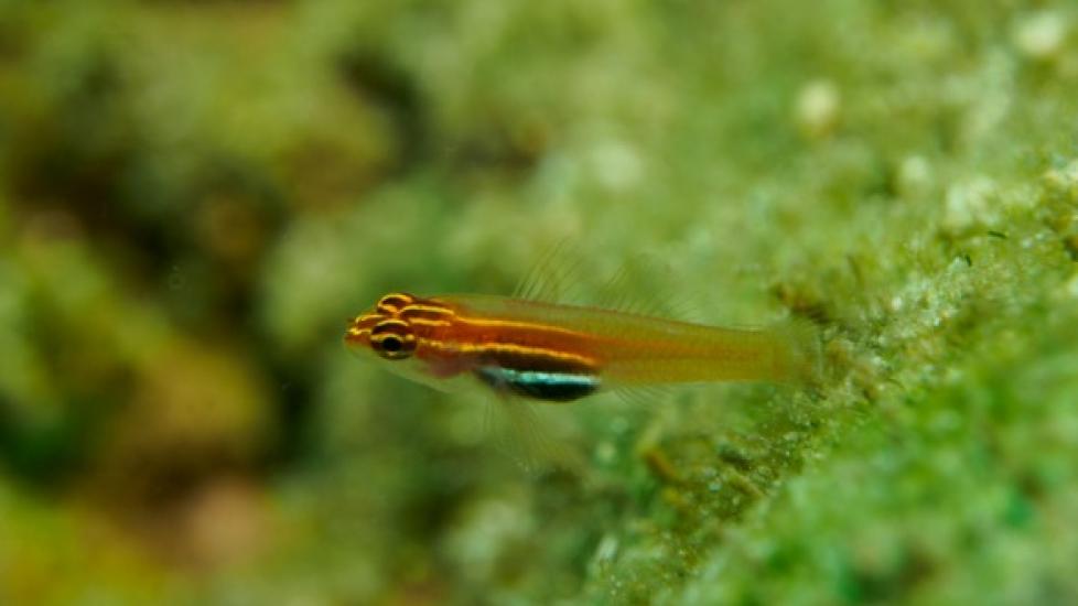 What Are the Best Fish for a Coldwater Marine Aquarium? PetMD