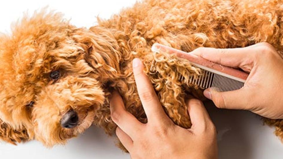Dog’s Hair in Knots? How to Get Them Untangled and Under Control