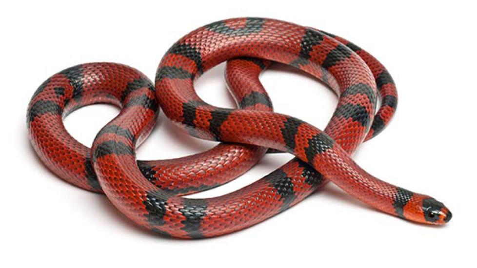 Facts About Milk Snakes