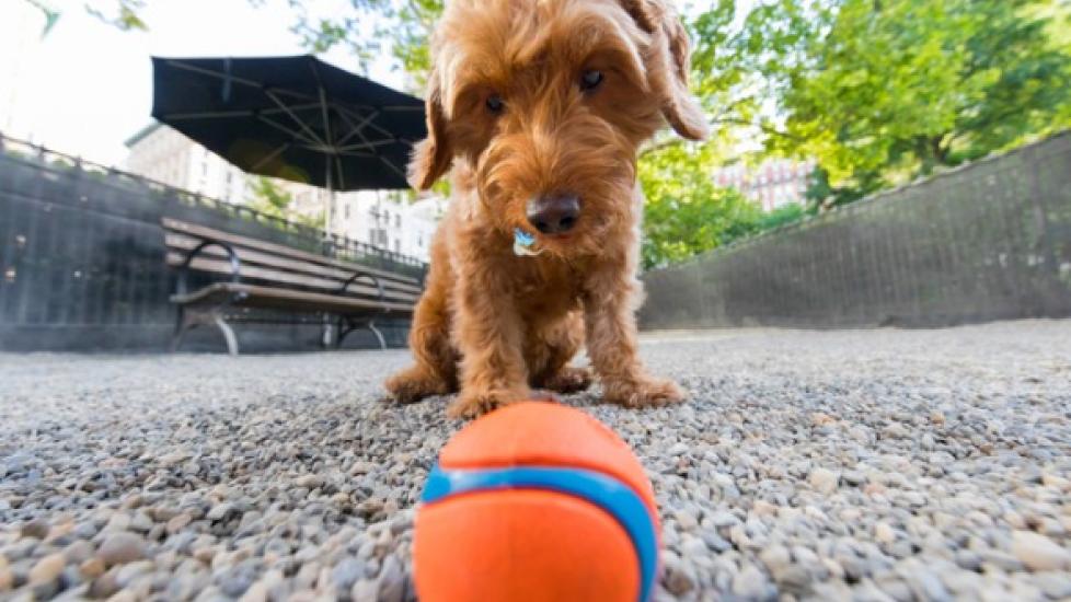 You’re Not a Bad Pet Parent if Your Dog Hates Fetch