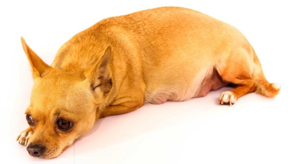 Miscarriage in Dogs PetMD