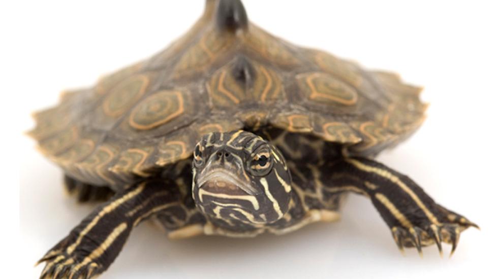 Mississippi Map Turtle - Graptemys pseudogeographica kohni