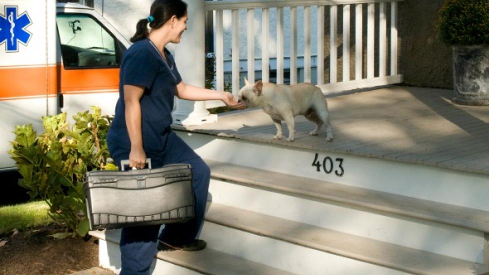 Veterinary Practice House Veterinarian Mobile Vet Clinics: What
