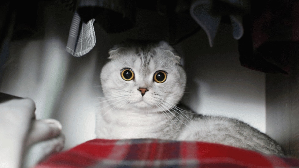 Mothball Poisoning in Dogs and Cats Naphthalene and