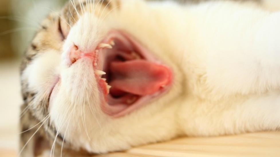 Mouth Cancer (Gingiva Squamous Cell Carcinoma) in Cats