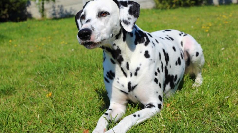 Muscle Contraction Disease (Myoclonus) in Dogs PetMD