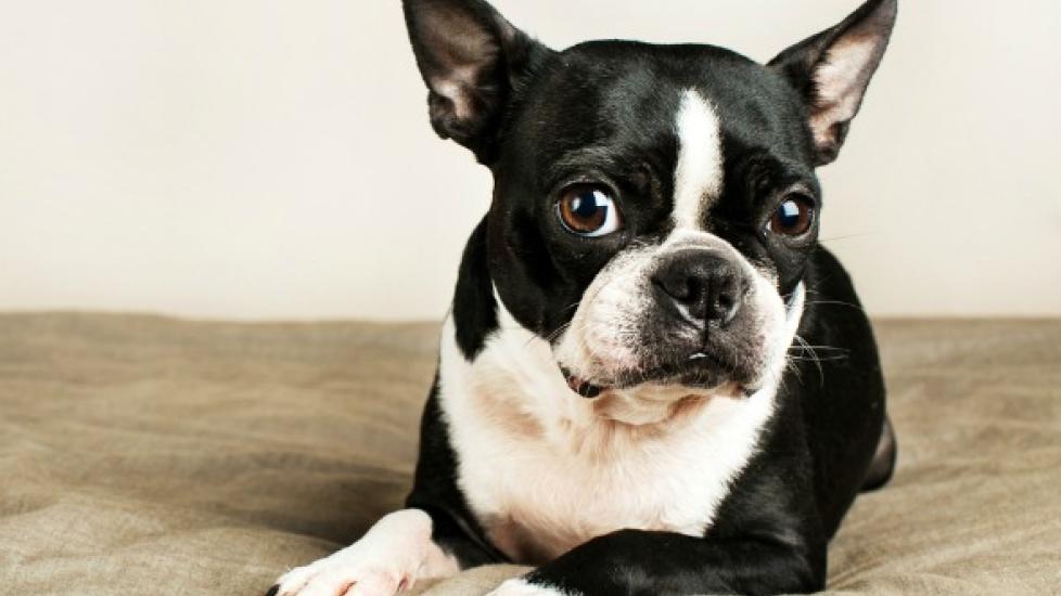 Boston terrier 2025 vomiting undigested food