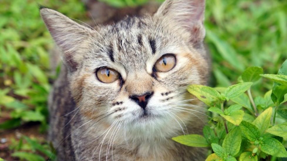 Natural Ways to Manage Diabetes in Cats