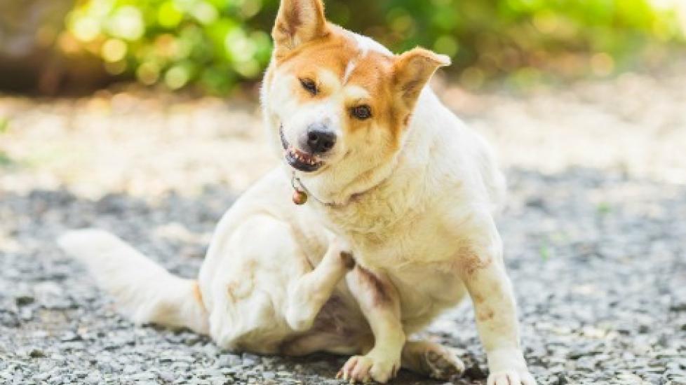 Natural Supplements for Dogs With Itchy Skin PetMD