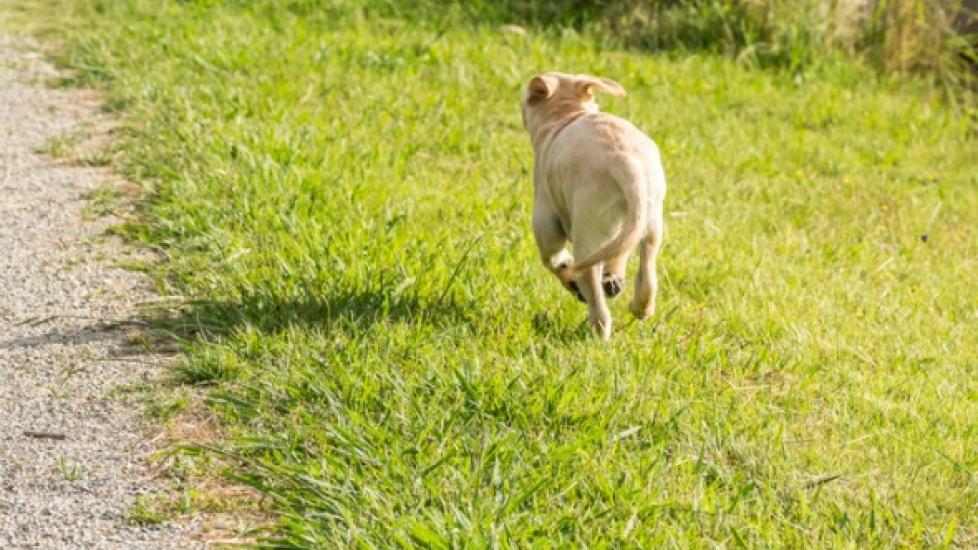What to Do When Your Dog Runs Away From You