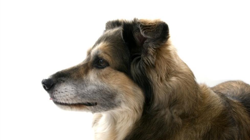 Neck and Back Pain in Dogs