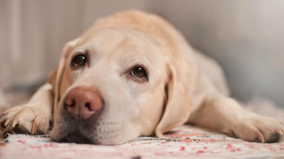 Nerve Sheath Tumor in Dogs