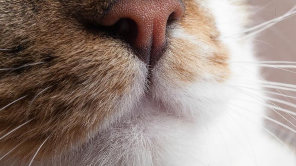 Nose and Sinus cancer (Squamous Cell Carcinoma) in Cats | PetMD