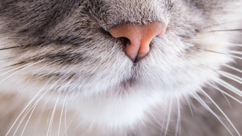 Nose and Sinus Inflammation in Cats