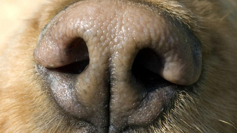 do dogs get nasal polyps