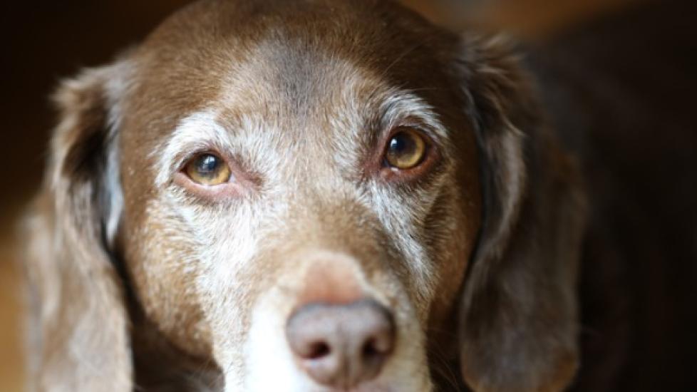 15 things that can make life easier for elderly dogs