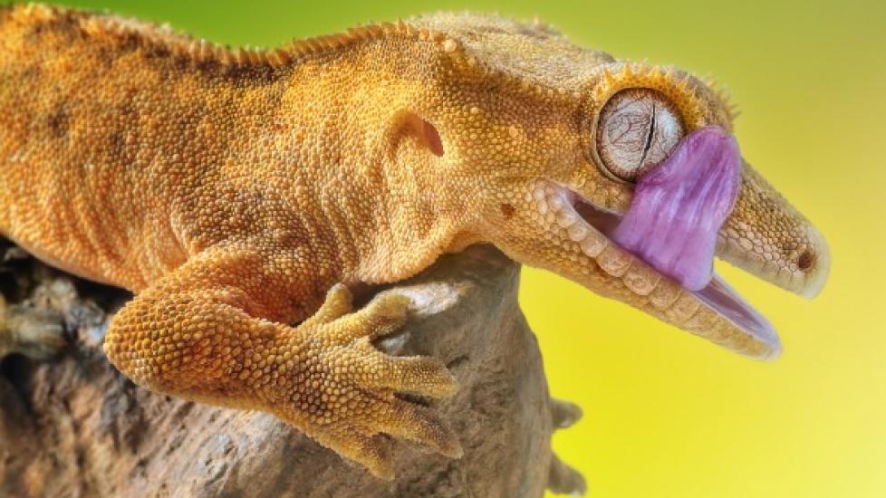 Oral Inflammation (Mouth Rot) in Reptiles