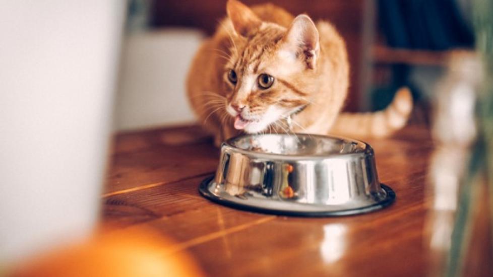 cat eating out of silver bowl