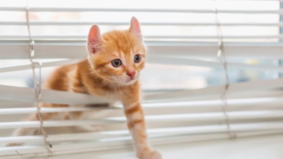orange kitten playing with window blinds