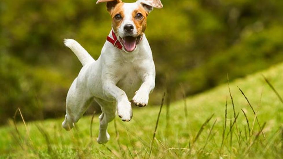 How to Calm a Hyperactive Dog | PetMD