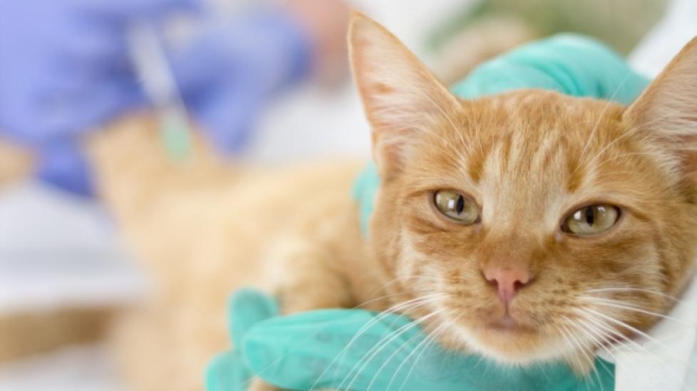 Which Vaccines Do Dogs and Cats Need the Most? PetMD