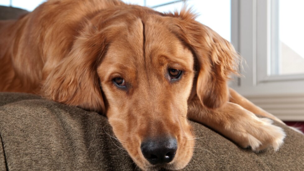 Overproduction of Red Blood Cells in Dogs | PetMD