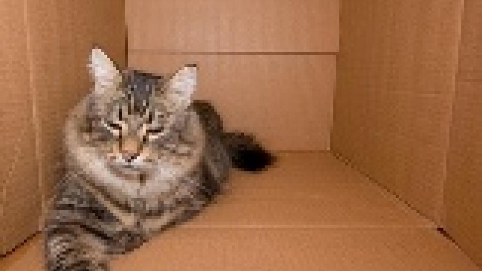Moving and Packing Your Pets and How to Make that Transition to Their New Home Less Stressful