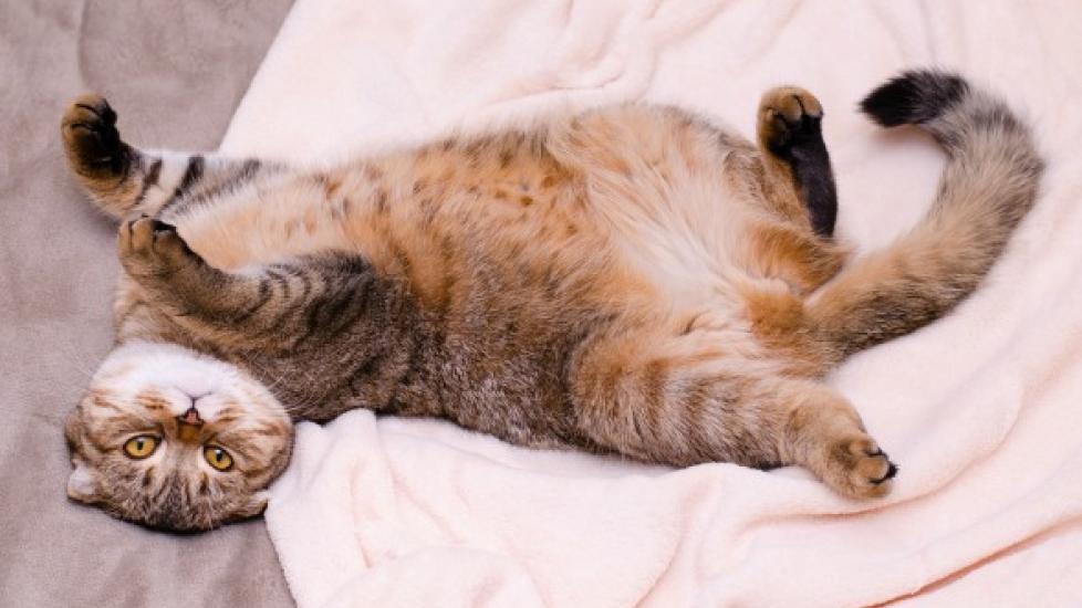 Painful Abdomen in Cats