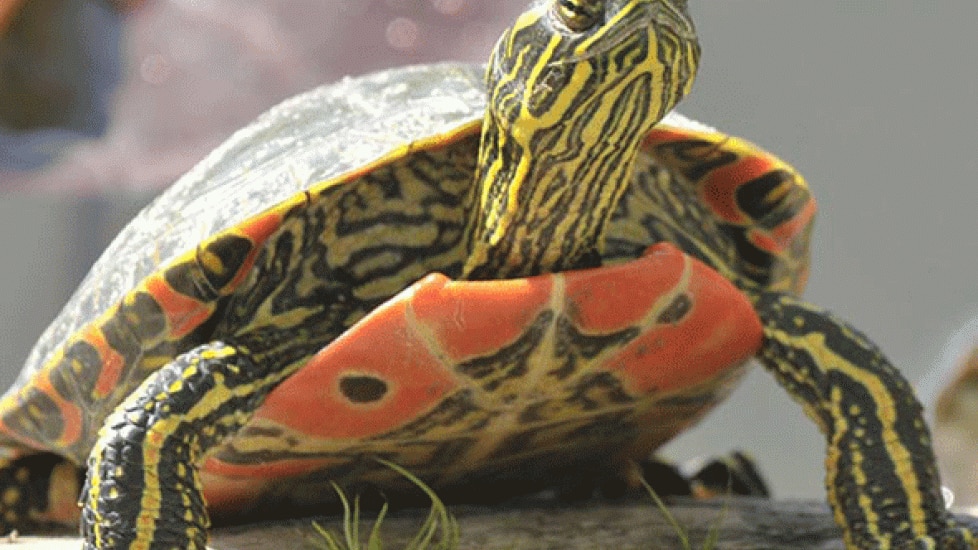 Painted Turtle - Chrysemys picta | PetMD