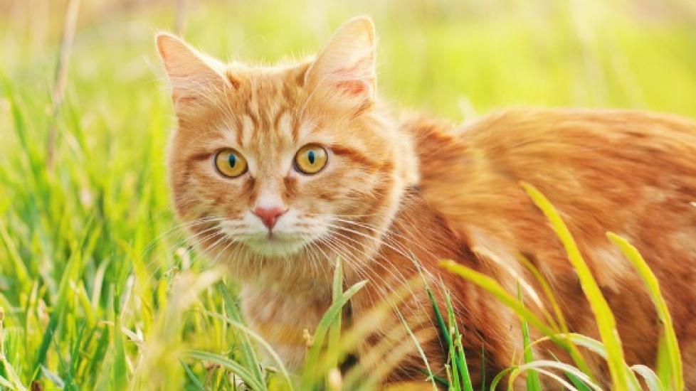 Pancreatic Cancer in Cats | PetMD