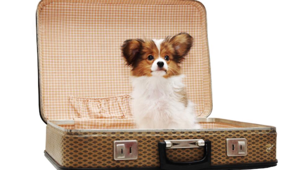 Tips for Traveling with a Small Animal