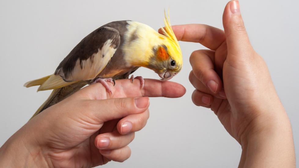 Caring for Your Bird